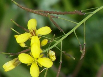 Sinapis alba e Brassica cfr. fruticulosa
